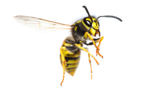 article_wasps_large