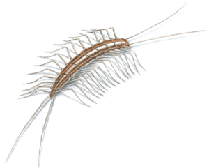 centipede-illustration_500x401
